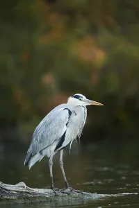 Grey heron (Ardea cinerea) standing on a wood beside the water