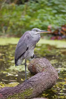 A Grey Heron, Ardea cinerea, stands on a log lying in a pond