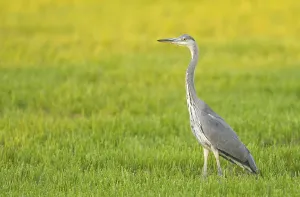 Grey heron (Ardea cinerea) stands in a meadow