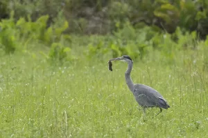 A grey heron (Ardea cinerea) stands in a meadow and holds a mouse in its beak
