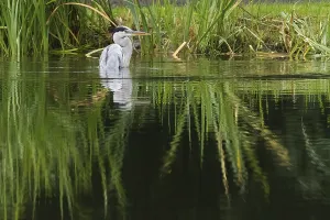 A grey heron (Ardea cinerea) stands in the water surrounded by reeds