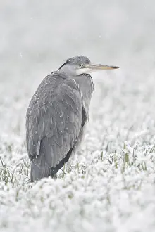 Grey heron (Ardea cinerea) stands in winter in heavy snowfall on a snow-covered meadow