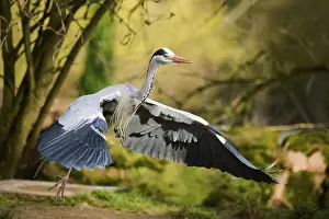 Grey heron (Ardea cinerea) starts flying
