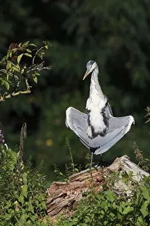 Grey heron (Ardea cinerea) sunbathing