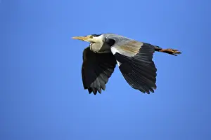 Grey heron (Ardea cinerea), Texel