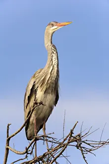 Grey Heron (Ardea cinerea) on tree