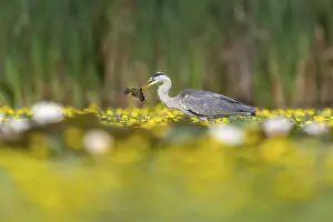 Grey heron (Ardea cinerea) in the water