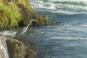 Grey heron (ardea cinerea) at water's edge in front of Rhine Falls waterfall