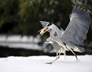 Grey Heron (Ardea cinerea) in winter