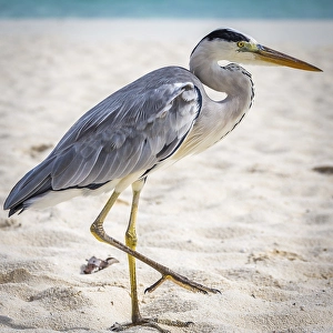 Grey Heron (Area cinerea) walking on the beach