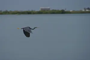 Grey heron, dark morph (Egretta gularis)