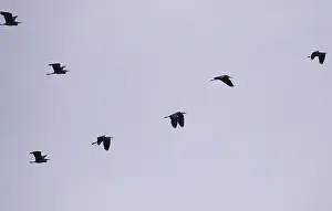 Grey heron flying, winter, Saxony, Germany