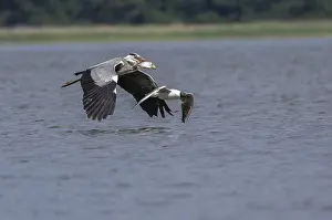 Grey heron - with preyed fish (Ardea cinerea)