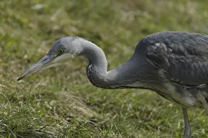 Grey heron, on the prowl (Ardea cinerea)