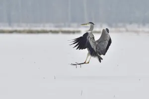 Grey heron in the snow looking for food