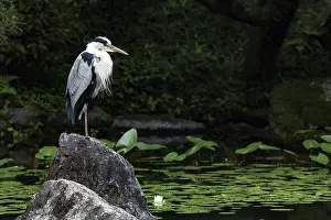 Grey heron stands on a rock by a pond in a tranquil garden full of water lilies