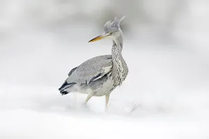 Grey Heron in white snow, wind during cold winter