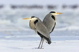 Two grey herons (Ardea cinerea)