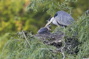 Grey Herons (Ardea cinerea), adult and chick perched on the nest