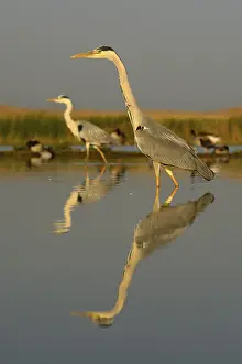 Grey Herons (Ardea cinerea), two adults foraging for food in the morning light