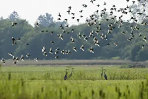 Four Grey Herons (Ardea cinerea) standing face-to-face on a grassy meadow