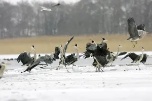 Grey Herons (Ardea cinerea) in winter on ice