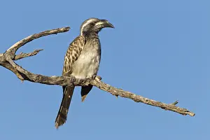Grey Hornbill, African Grey Hornbill