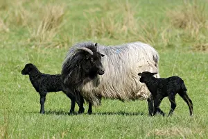 Grey Horned Heath Sheep and Lambs