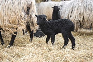 Several grey horned Heidschnucken (Ovis gmelini aries)