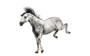 Grey horse kicking up playfully with flowing mane and tail