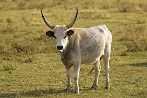Grey Hungarian Grey cattle, National Park Lake Neusiedl