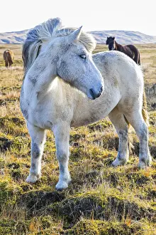 Grey Icelandic horse in the pasture