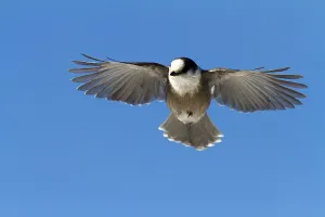 Grey Jay (Perisoreus canadensis)