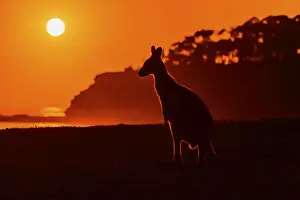 Grey Kangaroo (Macropus giganteus)