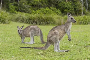 Grey Kangaroo (Macropus giganteus)