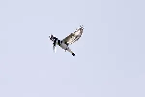 Grey Kingfisher (Ceryle rudis)