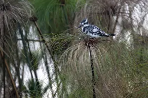 Grey Kingfisher (Ceryle rudis) bird sitting on papyrus