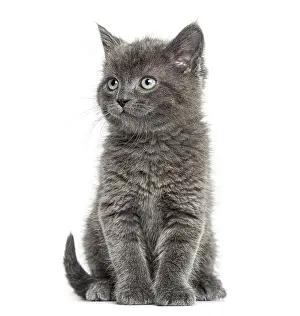 Grey kitten British Shorthair sitting