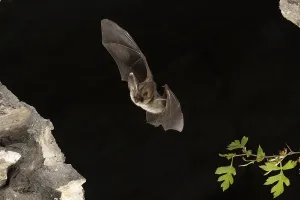 Grey long-eared bat (Plecotus austriacus) in flight