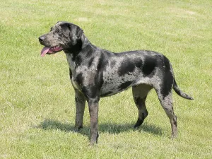 The grey Louisiana Catahoula dog