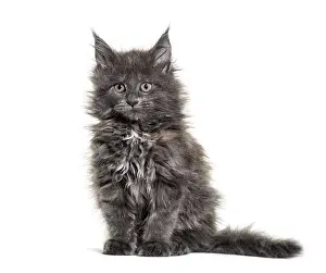 Grey Maine coon kitten sitting, isolated
