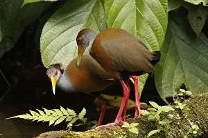 Grey-necked Wood Rail (Aramides cajaneus)