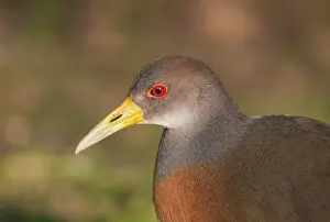 Grey-necked Wood Rail (Aramides cajaneus)