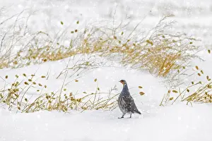 Grey partridge, English partridge