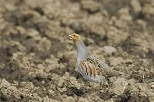 Grey partridge, English partridge (Perdix perdix)