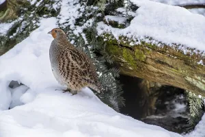 Grey partridge, English partridge (Perdix perdix)