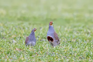 Grey partridge pair, English partridges