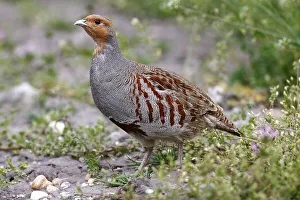 Grey Partridge (Perdix perdix)