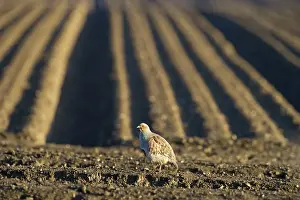 Grey Partridge (Perdix perdix)