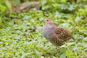 A grey partridge (Perdix perdix)